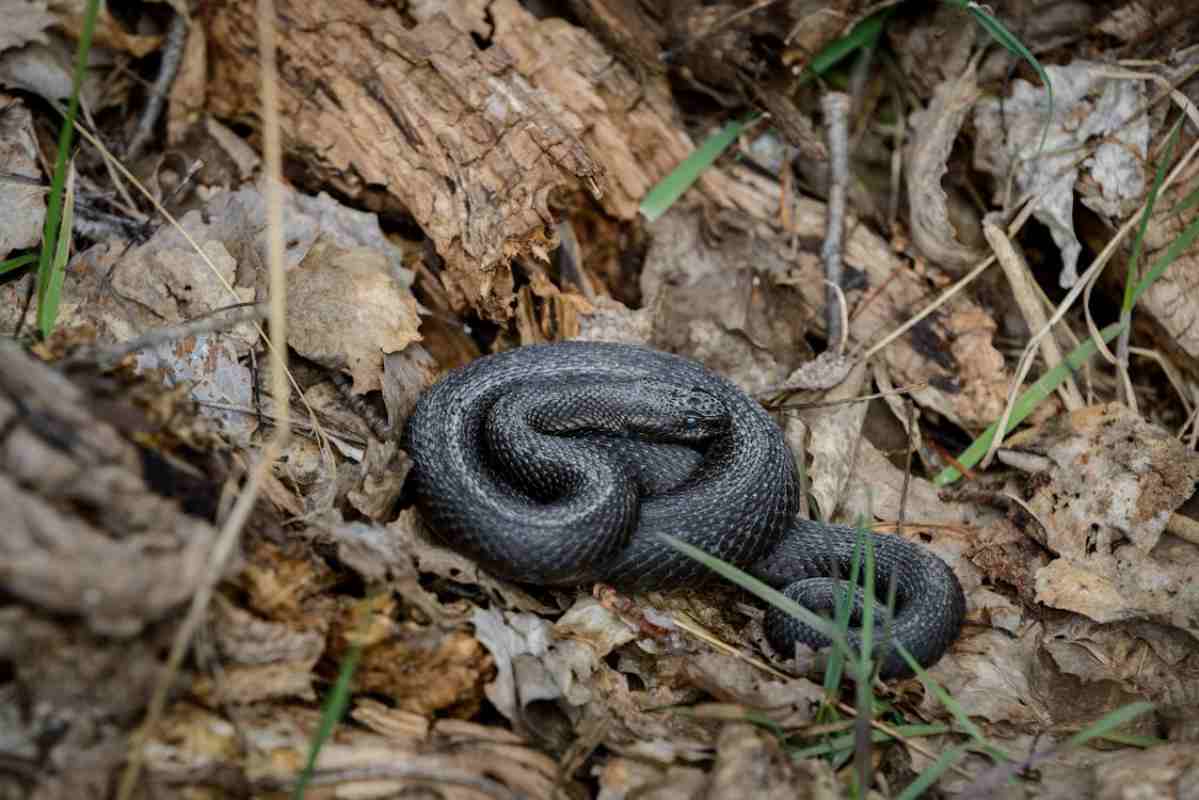 Vipera